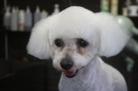 【ビション】Rちゃん　ご利用ありがとうございました。　カットコースでお手入れしました。　目の周りやお口周りが汚れてしまっていたので、衛生的になるようにかなり短めにカットしました。　体もいつもより短くカットしてスッキリサッパリになりました〇　今日もとってもお利口さんにトリミングできました(^^)/栃木県真岡市　トリミングサロン221B