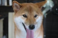 【柴犬】T君　ご利用ありがとうございました。　ナノバブルオゾンシャンプーコースでお手入れしました。　よくブラッシングをされているようでしたので、それ程抜け毛も多くなく作業ができました〇　爪切りやお耳掃除もして今日もとってもお利口さんにトリミングできました(^^)/栃木県真岡市　トリミングサロン221B