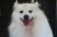 【スピッツ】N君　ご利用ありがとうございました。　ナノバブルオゾンシャンプーコースでお手入れしました。　ブラッシングをしてある程度抜け毛を除去してからシャンプーしました。　爪切りや足裏の整えて綺麗になりました〇　今日もとってもお利口さんにトリミングできました(^^)/栃木県真岡市　トリミングサロン221B