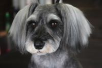 【シュナウザー】Sちゃん　ご利用ありがとうございました。　カットコースでお手入れしました。　いつもの長さで全身をカットしてスッキリサッパリになりました〇　お耳は伸ばしていくとの事でそのままにしました。　今日もとってもお利口さんにトリミングできました(^^)/栃木県真岡市　トリミングサロン221B