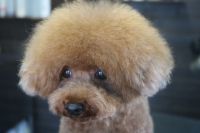 【トイプードル】M君　ご利用ありがとうございました。　ナノバブルオゾンシャンプーコースでお手入れしました。　爪切りや肛門腺・お耳掃除等のお手入れをして、目の周りをカットして綺麗になりました〇　今日もとってもお利口さんにトリミングできました(^^)/栃木県真岡市　トリミングサロン221B