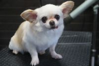 【チワワ】Lちゃん　ご利用ありがとうございました。　カットコースでお手入れしました。　全身を半分程の長さにカットしました。　短すぎないようにハサミを使ってふんわりした感じになりました〇　今日もとってもお利口さんにトリミングできました(^^)/栃木県真岡市　トリミングサロン221B