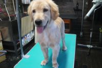 【ゴールデン】Mちゃん　ご利用ありがとうございました。　ナノバブルオゾンシャンプーコースでお手入れしました。　まだパピーちゃんなので色々な事に興味深々でしたが、一通りできました〇　全身フワフワになって綺麗になりました。　とってもお利口さんにトリミングできました(^^)/栃木県真岡市　トリミングサロン221B