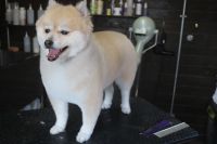 【mix】Aちゃん　ご利用ありがとうございました。　カットコースでお手入れしました。　前回と同じ長さに全身を揃えました。　スッキリサッパリして柴犬風になりました〇　今日もとってもお利口さんにトリミングできました(^^)/栃木県真岡市　トリミングサロン221B