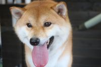 【柴犬】T君　ご利用ありがとうございました。　ナノバブルオゾンシャンプーコースでお手入れしました。　ブラッシングを全体的にしてからオゾン水を使いシャンプーしました。　全身フワフワになって綺麗になりました〇　今日もとってもお利口さんにトリミングできました(^^)/栃木県真岡市　トリミングサロン221B