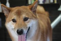 【柴犬】T君　ご利用ありがとうございました。　ナノバブルオゾンシャンプーコースでお手入れしました。　換毛期も終わったようで抜け毛も少なくスムーズに作業が進みました。　爪切り・お耳掃除等もして今日もとってもお利口さんにトリミングできました(^^)/栃木県真岡市　トリミングサロン221B
