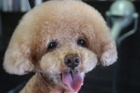 【プードル】Mちゃん　ご利用ありがとうございました。　カットコースでお手入れしました。　体は短めにして、手足はハサミで少し長めに揃えました。　爪切り等もして綺麗になりました〇　今日もとってもお利口さんにトリミングできました(^^)/栃木県真岡市　トリミングサロン221B