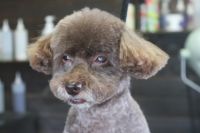 【プードル】Pちゃん　ご利用ありがとうございました。　カットコースでお手入れしました。　短めに全身をカットしてスッキリサッパリになりました〇　下腹部の膨らみが少しきになりましたので、獣医さんに診てもらいましょう。　今日もとってもお利口さんにトリミングできました(^^)/栃木県真岡市　トリミングサロン221B