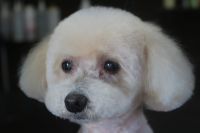 【プードル】Pちゃん　ご利用ありがとうございました。　カットコースでお手入れしました。　前回と同じく短めに全身をカットしました。爪切り・お耳掃除・肛門腺絞りのチェックをして綺麗になりました〇　今日もとってもお利口さんにトリミングできました(^^)/栃木県真岡市　トリミングサロン221B