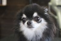 【チワワ】Sちゃん　ご利用ありがとうございました。　ナノバブルオゾンシャンプーコース＋部分カットでお手入れしました。　爪切り・お耳掃除などを済ませてからオゾン水を使いシャンプーしました。　お尻を短めにカットして綺麗になりました〇　今日もとってもお利口さんにトリミングできました(^^)/栃木県真岡市　トリミングサロン221B