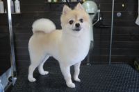 【ポメラニアン】M君　ご利用ありがとうございました。　カットコースでお手入れしました。　全身を短めにカットして柴風になりました〇　爪切りやお耳掃除等もしてスッキリサッパリになりました〇　今日もとってもお利口さんにトリミングできました(^^)/栃木県真岡市　トリミングサロン221B