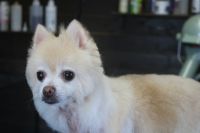 【ポメラニアン】Aちゃん　ご利用ありがとうございました。　カットコースでお手入れしました。　シャンプーブローをして全身を短めにカットしました。　毛量が少なくなっている部分のバランスを見ながら作業しました〇　今日もとってもお利口さんにトリミングできました(^^)/栃木県真岡市　トリミングサロン221B