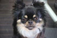 【チワワ】Hちゃん　ご利用ありがとうございました。　ナノバブルオゾンシャンプーコース＋部分カットでお手入れしました。　爪切りやお耳掃除・肛門腺のチェックをしてオゾン水を使いシャンプーした後に、お尻を桃尻にカットしました〇　今日もとってもお利口さんにトリミングできました(^^)/栃木県真岡市　トリミングサロン221B