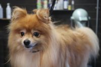 【ポメラニアン】S君　ご利用ありがとうございました。　ナノバブルオゾンシャンプー＋部分カットでお手入れしました。　お尻は短めにカットして、爪切りや肛門腺絞りをして全身フワフワになりました〇　今日もとってもお利口さんにトリミングできました(^^)/栃木県真岡市　トリミングサロン221B