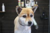 【mix】Hちゃん　ご利用ありがとうございました。　カットコースでお手入れしました。　前回より少し長めの5mmで全身を揃えました。　スッキリサッパリになって綺麗になりました〇　今日もとってもお利口さんにトリミングできました(^^)/栃木県真岡市　トリミングサロン221B