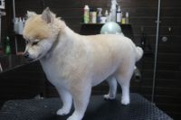 【mix】Aちゃん　ご利用ありがとうございました。　カットコースでお手入れしました。　シャンプーブローをして、前回と同じくらいの長さに全身をカットしました〇　　今日もとってもお利口さんにトリミングできました(^^)/栃木県真岡市　トリミングサロン221B