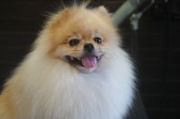 【ポメラニアン】C君　ご利用ありがとうございました。　ナノバブルオゾンシャンプーコースでお手入れしました。　ブラッシングをしてから爪切りや肛門腺絞り等をしてシャンプーブローをしました。　足裏や足周りを整えて綺麗になりました〇　今日もとってもお利口さんにトリミングできました(^^)/栃木県真岡市　トリミングサロン221B