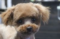 【ティーカッププードル】Kちゃん　ご利用ありがとうございました。　カットコースでお手入れしました。　全身短めに揃えて、お耳は少しカットして揃える程度にしました。　少しずつ伸びてきていると思います◎　爪切りやお耳掃除等もして今日もとってもお利口さんにトリミングできました(^^)/栃木県真岡市　トリミングサロン221B