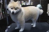 【mix】Aちゃん　ご利用ありがとうございました。　カットコースでお手入れしました。　全身の長さを揃える程度にカットしました。　それ程短くしないようにしてスッキリしたラインになりました〇　今日もとってもお利口さんにトリミングできました(^^)/栃木県真岡市　トリミングサロン221B