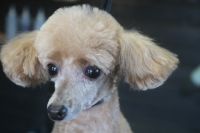 【プードル】Kちゃん　ご利用ありがとうございました。　カットコースでお手入れしました。　前回より少し長めの長さで全身を揃えました。　　お顔や尻尾はいつものラムカットにしてスッキリサッパリになりました〇　今日もとってもお利口さんにトリミングできました(^^)/栃木県真岡市　トリミングサロン221B