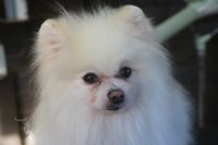 【ポメラニアン】Aちゃん　ご利用ありがとうございました。　ナノバブルオゾンシャンプーコースでお手入れしました。　オゾン水で沐浴してからシャンプーブローをしました。　爪切り・足周り・エッジングをして綺麗になりました〇　今日もとってもお利口さんにトリミングできました(^^)/栃木県真岡市　トリミングサロン221B