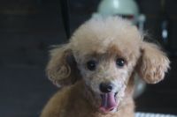 【プードル】Kちゃん　ご利用ありがとうございました。　ナノバブルオゾンシャンプーコースでお手入れしました。　爪切り・お耳掃除・肛門腺絞り等をしてシャンプーブローをしてフワフワになりました〇　今日もとってもお利口さんにトリミングできました(^^)/栃木県真岡市　トリミングサロン221B