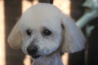 【プードル】Mちゃん　ご利用ありがとうございました。　カットコースでお手入れしました。　前回と同じ長さで全身をカットしました。　目やお口周りは汚れにくいように短めにカットしておきました〇　今日もとってもお利口さんにトリミングできました(^^)/栃木県真岡市　トリミングサロン221B