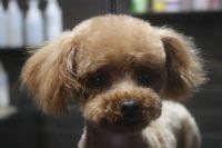 【プードル】Kちゃん　ご利用ありがとうございました。　カットコースでお手入れしました。　いつもと同じ長さで全身を揃えました。　爪切り・肛門腺絞り・お耳掃除等もしてスッキリサッパリになりました〇　お耳の毛量も戻ってきましたね！　今日もとってもお利口さんにトリミングできました(^^)/栃木県真岡市　トリミングサロン221B