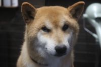 【柴犬】H君　ご利用ありがとうございました。　ナノバブルオゾンシャンプーコースでお手入れしました。　全身をブラッシングしてからシャンプーブローをしてフワフワになりました〇　爪切りやお耳掃除等もして今日もとってもお利口さんにトリミングできました(^^)/栃木県真岡市　トリミングサロン221B