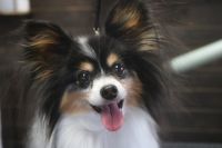 【パピオン】Hちゃん　ご利用ありがとうございました。　ナノバブルオゾンシャンプーコース＋部分カットでお手入れしました。　オゾン水を使ってシャンプーして、爪切りや足周り・お尻をカットして綺麗になりました〇　今日もとってもお利口さんにトリミングできました(^^)/栃木県真岡市　トリミングサロン221B