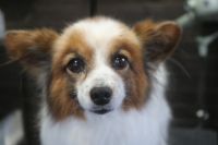 【パピオン】K君　ご利用ありがとうございました。　ナノバブルオゾンシャンプーコース＋部分カットでお手入れしました。　全身をブラッシングして爪切り等を済ませてからオゾン水を使ってシャンプーしました。　お尻と足周りをカットして綺麗になりました〇　今日もとってもお利口さんにトリミングできました(^^)/栃木県真岡市　トリミングサロン221B