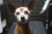 【ピンシャー】Sちゃん　ご利用ありがとうございました。　ナノバブルオゾンシャンプーコースでお手入れしました。　右耳の腫れが少し気になりましたので様子を見てください。　イヤークリーナーで洗浄しておきました。　その他は特に問題なく今日もお利口さんにトリミングできました(^^)/栃木県真岡市　トリミングサロン221B