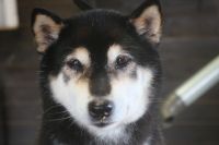 【柴犬】Mちゃん　ご利用ありがとうございました。　ナノバブルオゾンシャンプーコースでお手入れしました。　今日はそれ程抜ける量も多くなく、スムーズに作業が進みました。　つめきり・お耳掃除等もして今日もとってもお利口さんにトリミングできました(^^)/栃木県真岡市　トリミングサロン221B