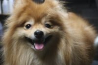 【ポメラニアン】Sちゃん　ご利用ありがとうございました。　ナノバブルオゾンシャンプーコース＋部分カットでお手入れしました。　全身をブラッシングして爪切りやお耳掃除等をしてシャンプーしました。　お尻を短めにカットして汚れにくくなりました〇　今日もとってもお利口さんにトリミングできました(^^)/栃木県真岡市　トリミングサロン221B