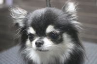 【チワワ】Sちゃん　ご利用ありがとうございました。　ナノバブルオゾンシャンプーコース＋部分カットでお手入れしました。　爪切りやお耳掃除等をしてからシャンプーブローをしました。　お尻をカットして綺麗になりました〇　今日もとってもお利口さんにトリミングできました(^^)/栃木県真岡市　トリミングサロン221B