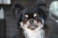 【チワワ】Hちゃん　ご利用ありがとうございました。　ナノバブルオゾンシャンプー＋部分カットでお手入れしました。爪切りやお耳掃除をして、オゾン水を使ってシャンプーブローをしました。　お尻を桃尻にカットして綺麗になりました◎　今日もとってもお利口さんにトリミングできました(^^)/栃木県真岡市　トリミングサロン221B
