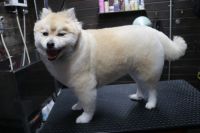 【mix】Aちゃん　ご利用ありがとうございました。　全身をハサミで揃える程度にカットしました。　爪切り等の基本的なお手入れをして、オゾン水を使ってシャンプーしてからカットに入りました。　今日もとってもお利口さんにトリミングできました(^^)/栃木県真岡市　トリミングサロン221B