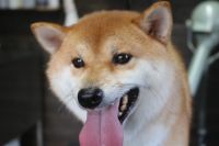【柴犬】T君　ご利用ありがとうございました。　ナノバブルオゾンシャンプーコースでお手入れしました。　全身をブラッシングしてからオゾン水を使ってシャンプー・リンシングをしてからブローをしました。　爪切りやお耳掃除等もして綺麗になりました◎　今日もとってもお利口さんにトリミングできました(^^)/栃木県真岡市　トリミングサロン221B