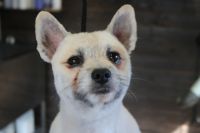 【ポメラニアン】D君　ご利用ありがとうございました。　カットコースでお手入れしました。　全身をブラッシングしてから粗刈りをして、爪切り等を済ませてからオゾン水を使ってシャンプーしました。　全身を短めにカットしてスッキリサッパリになりました◎　今日もとってもお利口さんにトリミングできました(^^)/栃木県真岡市　トリミングサロン221B