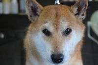 【柴犬】H君　ご利用ありがとうございました。　ナノバブルオゾンシャンプーコースでお手入れしました。　被毛の状態も随分と良くなってきましたね！　オゾン水を使って湯煎してからシャンプー・リンシングをしてブローをしました。　爪きりや足裏・足周りを整えて全身綺麗になりました◎　今日もとってもお利口さんにトリミングできました(^^)/栃木県真岡市　トリミングサロン221B