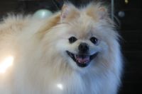 【ポメラニアン】R君　ご利用ありがとうございました。　ナノバブルオゾンシャンプーコースでお手入れしました。　多少もつれていたのでしっかりとブラッシングしてからシャンプーに入りました。　ブロー後に足周りや爪切り・足裏・お腹のバリカンを入れて綺麗になりました◎　今日もとってもお利口さんにトリミングできました(^^)/栃木県真岡市　トリミングサロン221B