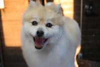 【mix】Aちゃん　ご利用ありがとうございました。　ナノバブルオゾンシャンプー＋部分カットでお手入れしました。　全身をブラッシングしてからオゾン水を使ってシャンプー・リンシングをしてブローをしました。　少し伸びている部分をカットして整える程度にしました◎　今日もとってもお利口さんにトリミングできました(^^)/栃木県真岡市　トリミングサロン221B