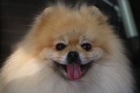 【ポメラニアン】C君　ご利用ありがとうございました。　ナノバブルオゾンシャンプーコースでお手入れしました。　全身をブラッシングして爪切りやお耳掃除をしてからオゾン水を使ってシャンプー・リンシングをしました。　換毛期も終わったようで落ち着いていました◎　足周りを整えて今日もとってもお利口さんにトリミングできました(^^)/栃木県真岡市　トリミングサロン221B