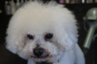 【ビション】S君　ご利用ありがとうございました。　ナノバブルオゾンシャンプーコースでお手入れしました。　ブラッシングをしてからナノバブルオゾン水を使ってシャンプー・リンシングをしてブローをしました。　目の周りと足裏等を処理して綺麗になりました◎　今日もとってもお利口さんにトリミングできました(^^)/栃木県真岡市　トリミングサロン221B