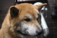 【柴犬】H君　ご利用ありがとうございました。　ナノバブルオゾンシャンプーコースでお手入れしました。　全身をブラッシングして抜け毛を除去してからシャンプーに入りました。　ナノバブルオゾン水を使ってシャンプー、リンシングをしてからブローをして綺麗になりました◎　今日もとってもお利口さんにトリミングできました(^^)/栃木県真岡市　トリミングサロン221B