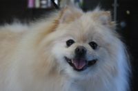 【ポメラニアン】R君　ご利用ありがとうございました。　ナノバブルオゾンシャンプーコースでお手入れしました。　全身をブラッシングして縺れを除去してからシャンプーに入りました。　ナノバブルオゾン水を使ってシャンプー・リンシングをしてからブローをして、足裏や足周りを整えました◎　今日もとってもお利口さんにトリミングできました(^^)/栃木県真岡市　トリミングサロン221B