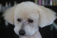 【プードル】Pちゃん　カットコースのご利用ありがとうございました。　全身を夏バージョンで短めにカットして、お耳も短くスッキリサッパリになりました◎　高齢犬なのであまり無理させないように時間を気にしながら作業しております。　爪切りやお耳掃除もして今日もとってもお利口さんにトリミングできました(^^)/栃木県真岡市　トリミングサロン221B
