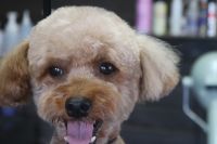 【プードル】A君　カットコースのご利用ありがとうございました。　後肢の調子がまだ完全ではないようでしたので、あまり無理をさせないように作業しました。　体・手足は同じ長さになるように今日は短めにカットしました。　お顔はテディ―にしてお耳や尻尾も短めにカットしました◎　今日もとってもお利口さんにトリミングできました(^^)/栃木県真岡市　トリミングサロン221B
