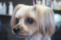 【ヨーキー】Lちゃん　カットコースのご利用ありがとうございました。　全身を3㎜の長さでカットしました。　お耳は少し長めに残してスッキリサッパリになりました◎　爪切りやお耳掃除等もして今日もとってもお利口さんにトリミングできました(^^)/栃木県真岡市　トリミングサロン221B