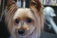 【ヨーキー】H君　カットコースのご利用ありがとうございました。　全身を3㎜の長さで揃えました。　お耳はチャームポイントで少し長めにして量を梳きました。　体・手足は短くなってスッキリサッパリになりました◎　今日もとってもお利口さんにトリミングできました(^^)/栃木県真岡市　トリミングサロン221B